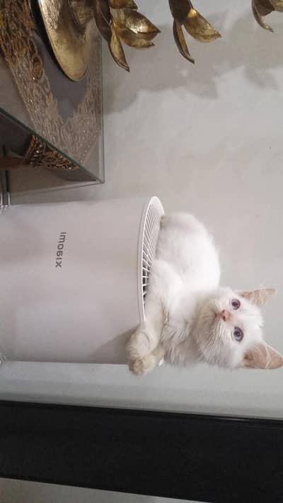 PERSIAN