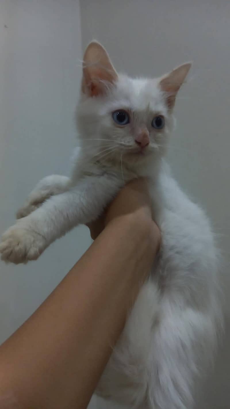 PERSIAN 1