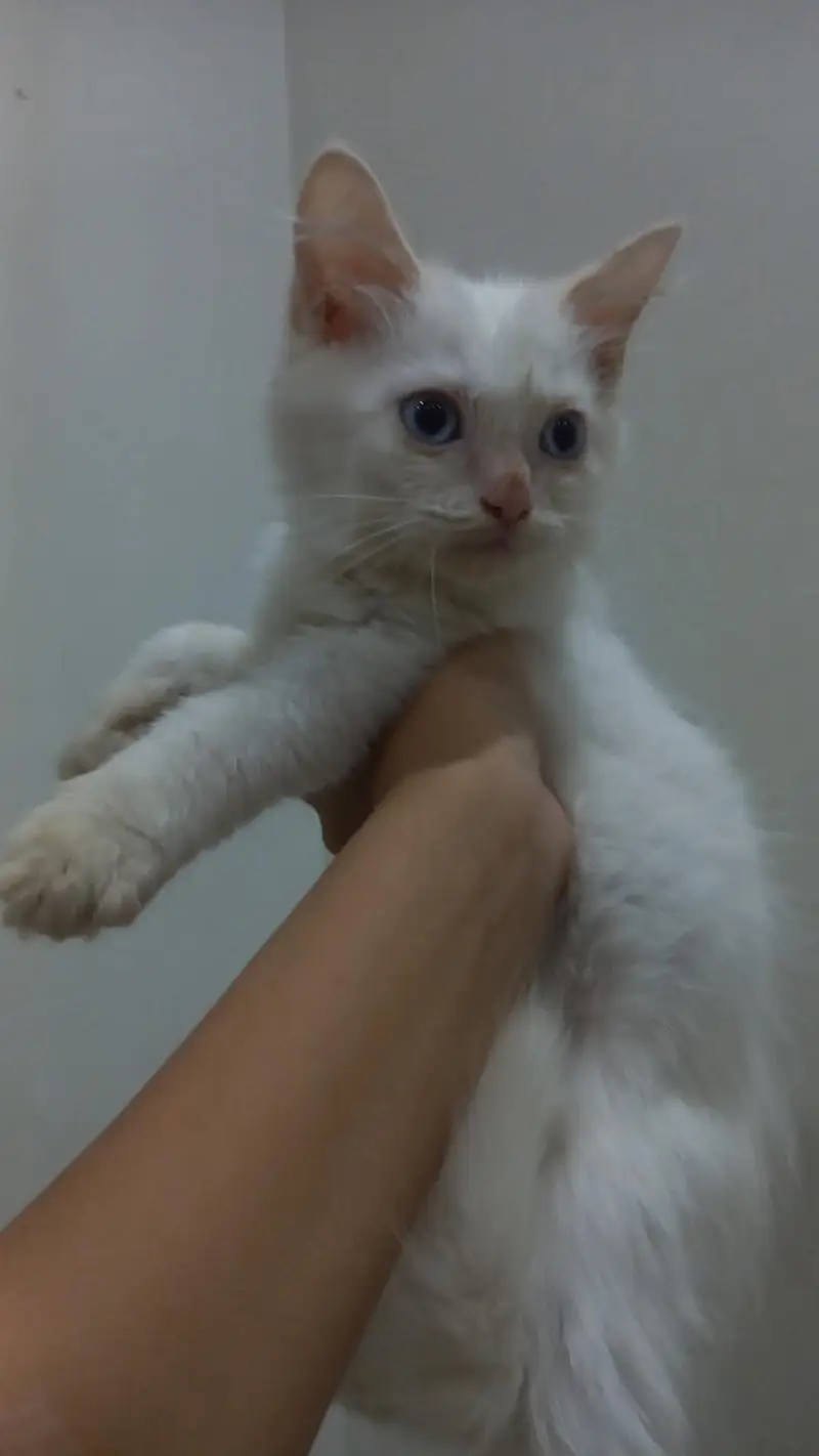 PERSIAN — photo 2