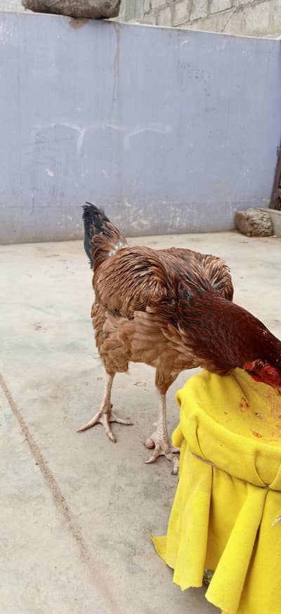 Sindhi Aseel hen