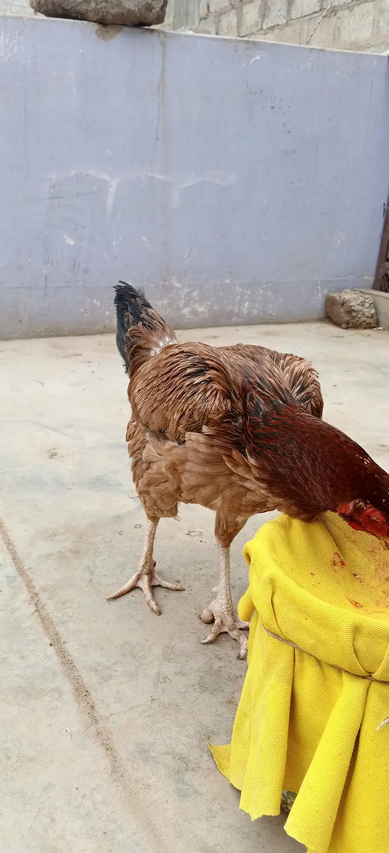 Sindhi Aseel hen