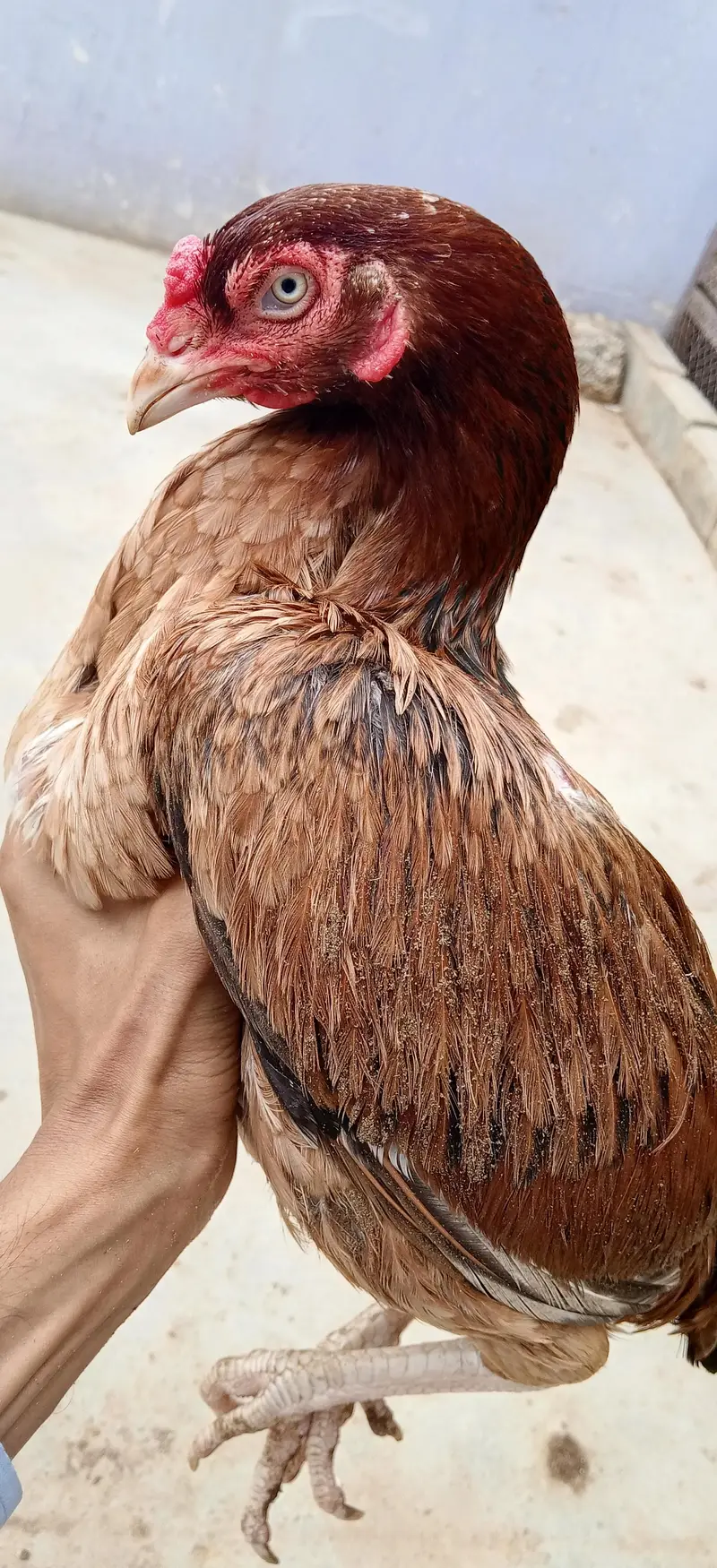 Sindhi Aseel hen — photo 2