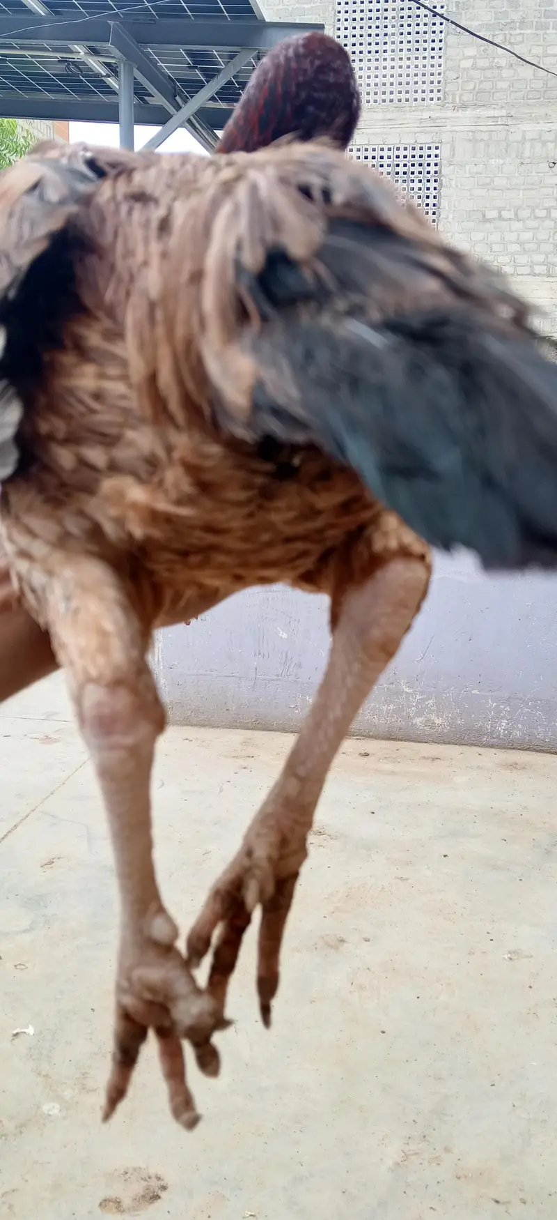 Sindhi Aseel hen — photo 3