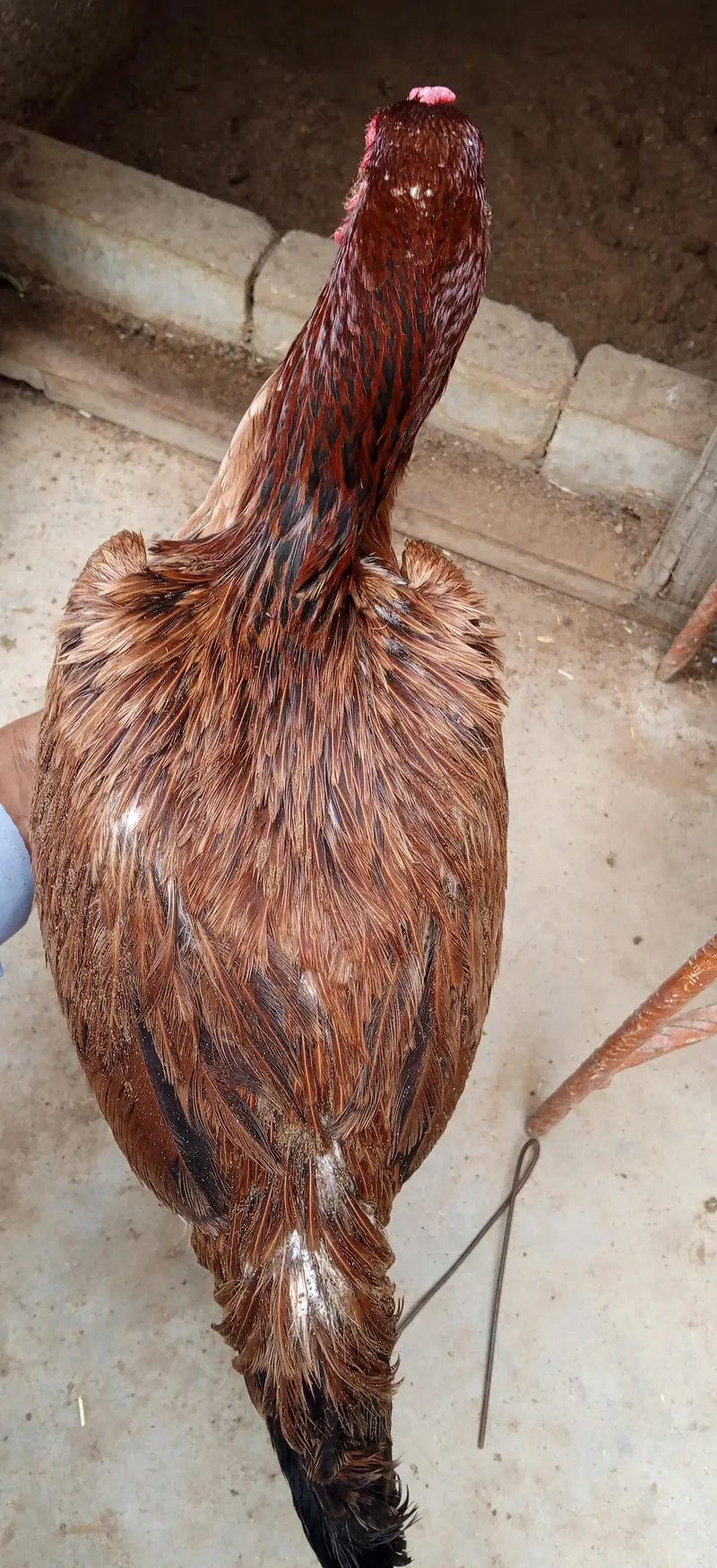 Sindhi Aseel hen — photo 4