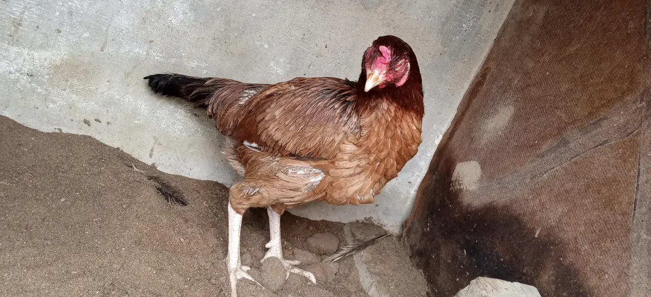 Sindhi Aseel hen — photo 5