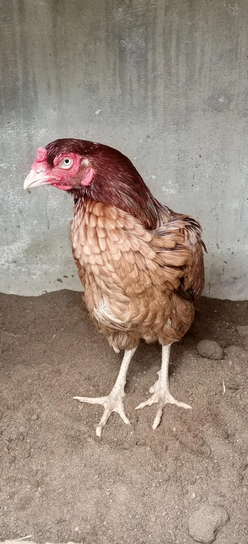 Sindhi Aseel hen — photo 6