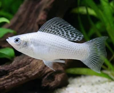 Active Moon Tail Molly Fish White