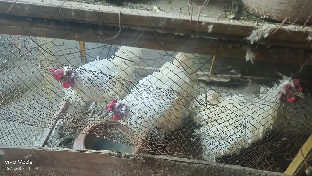 fancy hen silky Golden buff 03034080441 — photo 6