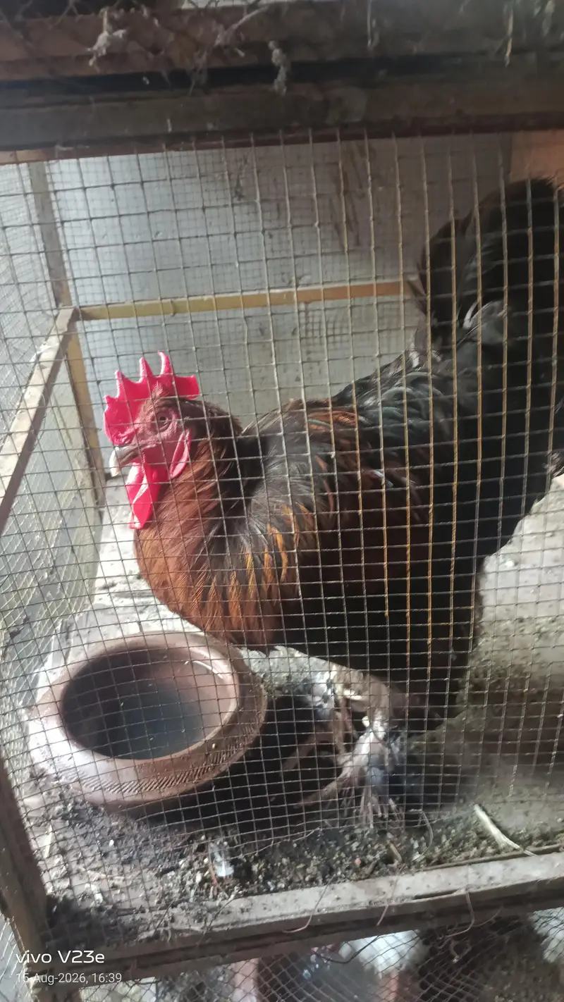 fancy hen silky Golden buff 03034080441 — photo 7