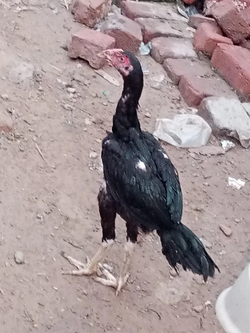 asal murga far sal 03167904264 — photo 3