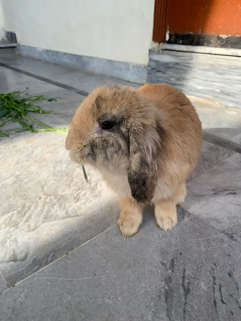 breeder lop femalet for sale