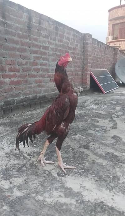 Kamalia Bred