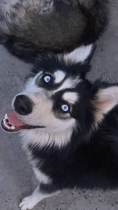 Siberian Husky