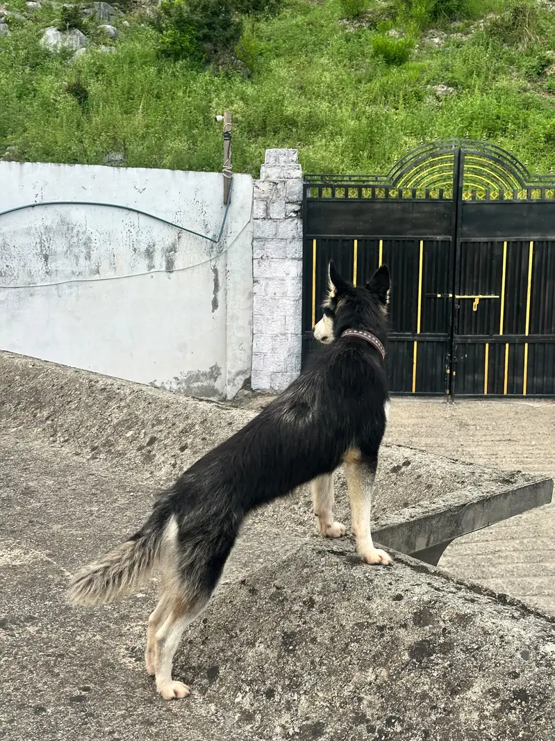Siberian Husky — photo 5