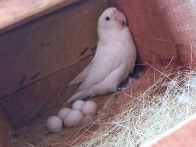 White Breader pair and folding Cage