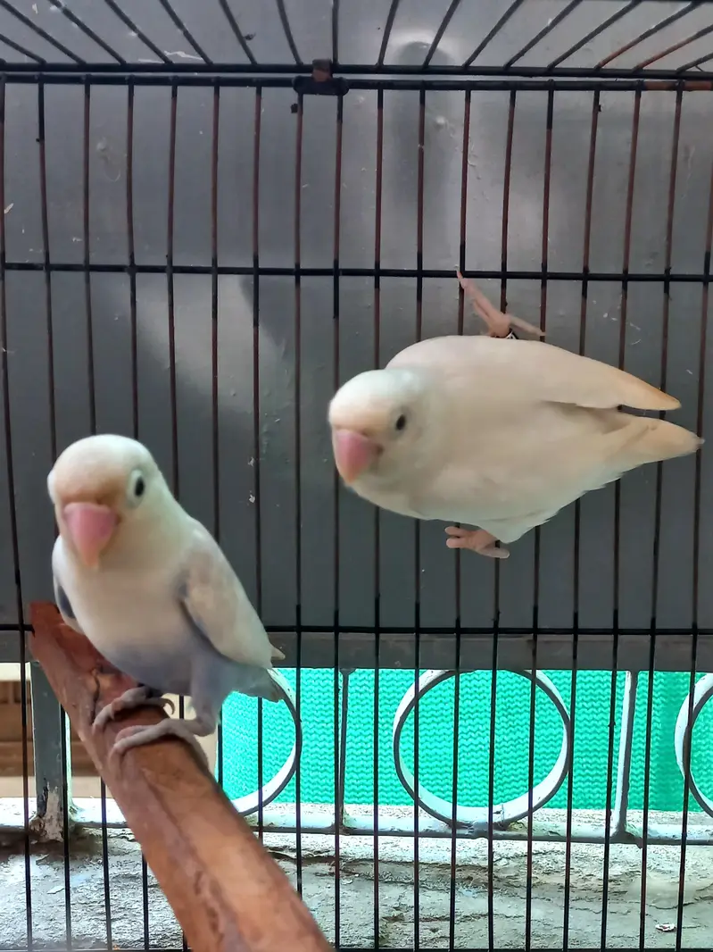 White Breader pair and folding Cage — photo 2