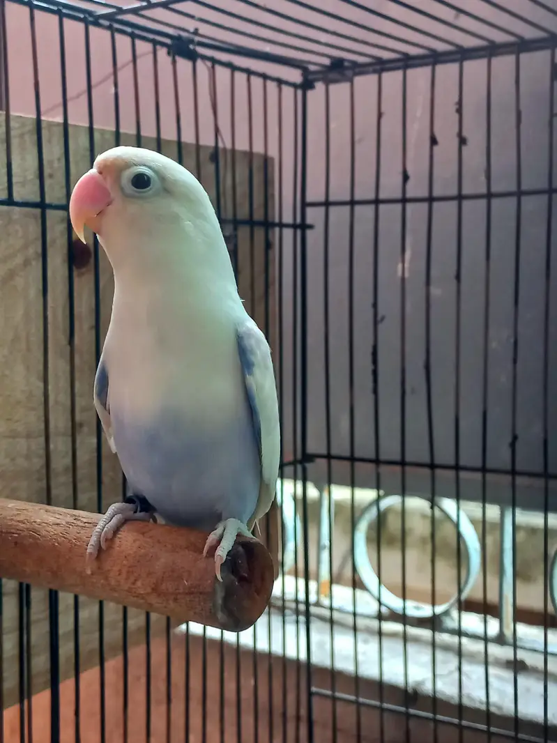 White Breader pair and folding Cage — photo 3