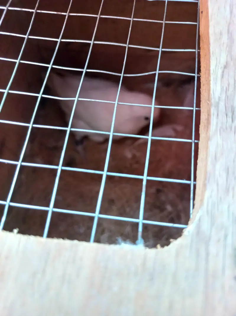 White Breader pair and folding Cage — photo 6