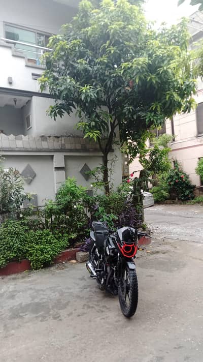 modified ybr for sale