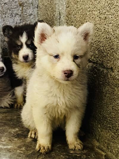 Saibarian husky puppy for sale
