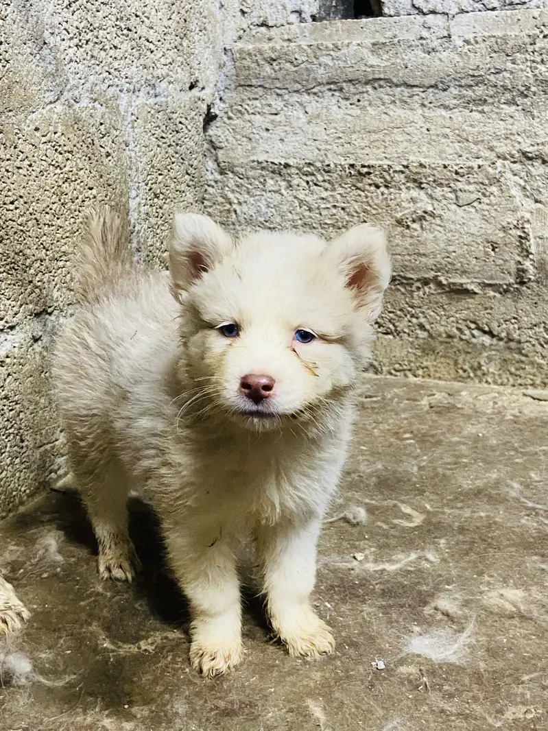 Saibarian husky puppy for sale — photo 2