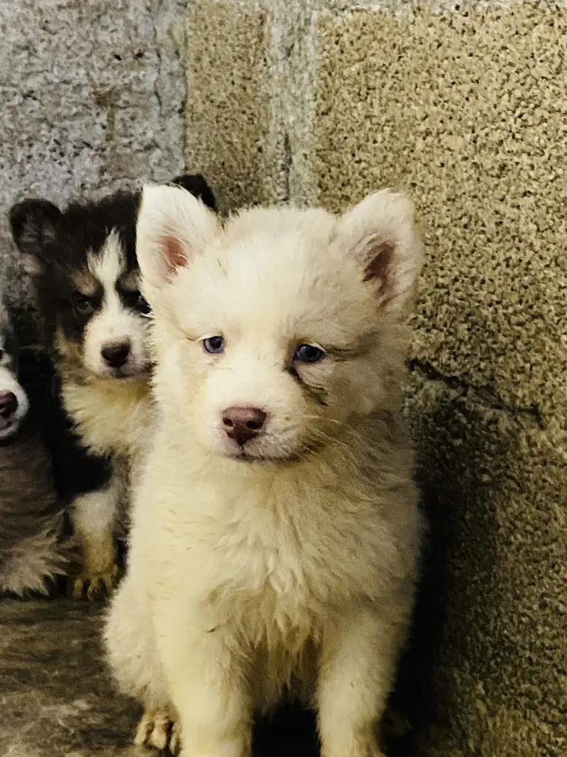 Saibarian husky puppy for sale — photo 3