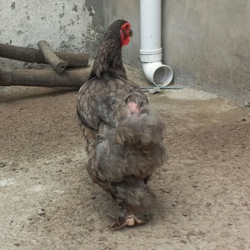 Buff, Brahma, Desi — photo 2