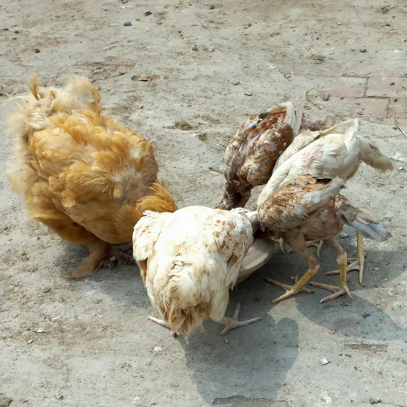 Buff, Brahma, Desi — photo 6