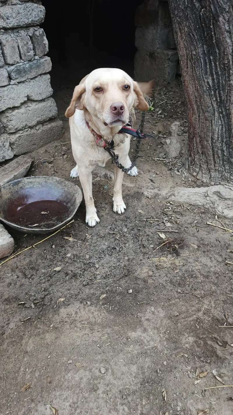 yang bared he boht achi nasal ki he jis ko is nasal ke bare me pata he