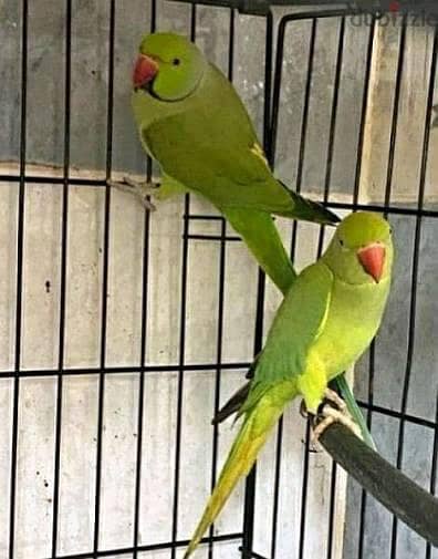 Ringneck breeder pair