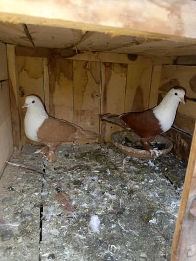 Shirazi karblai pigeon