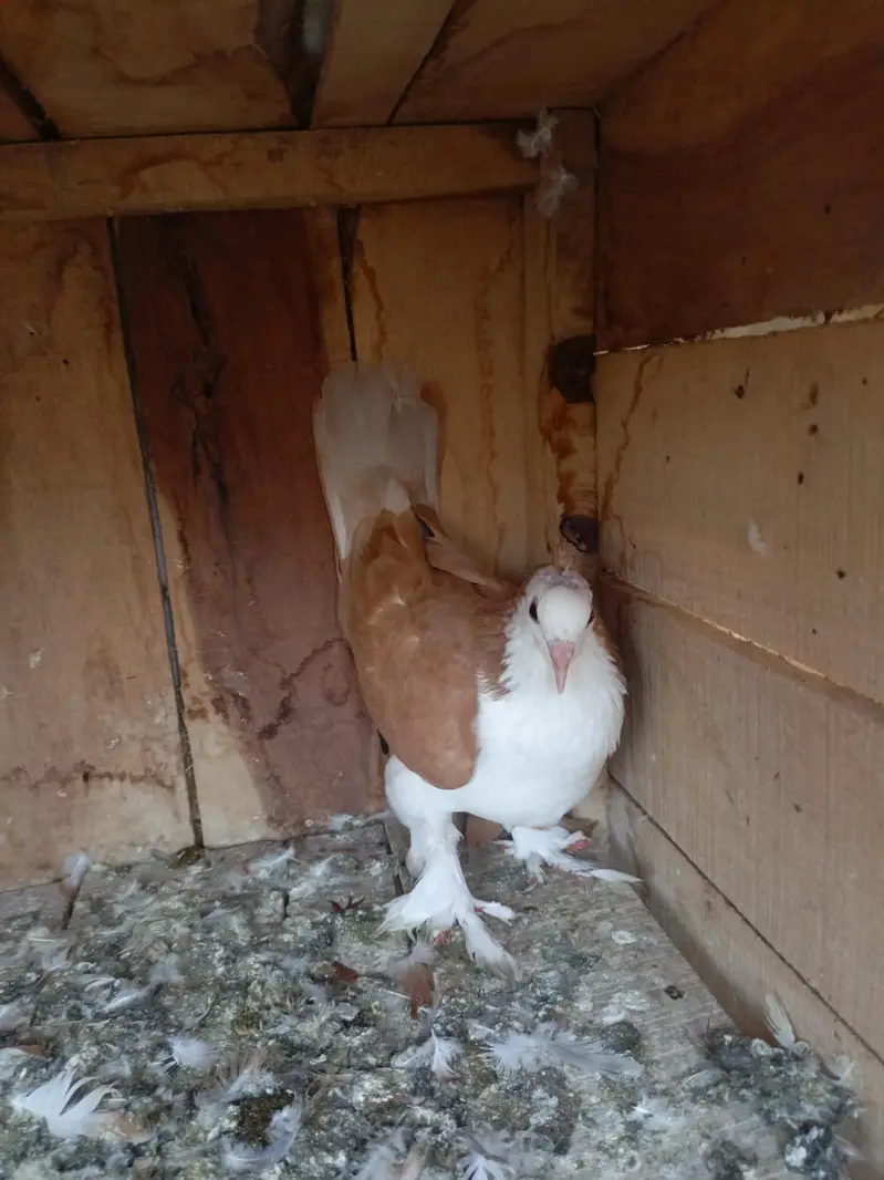 Shirazi Aur karblai pigeon — photo 2