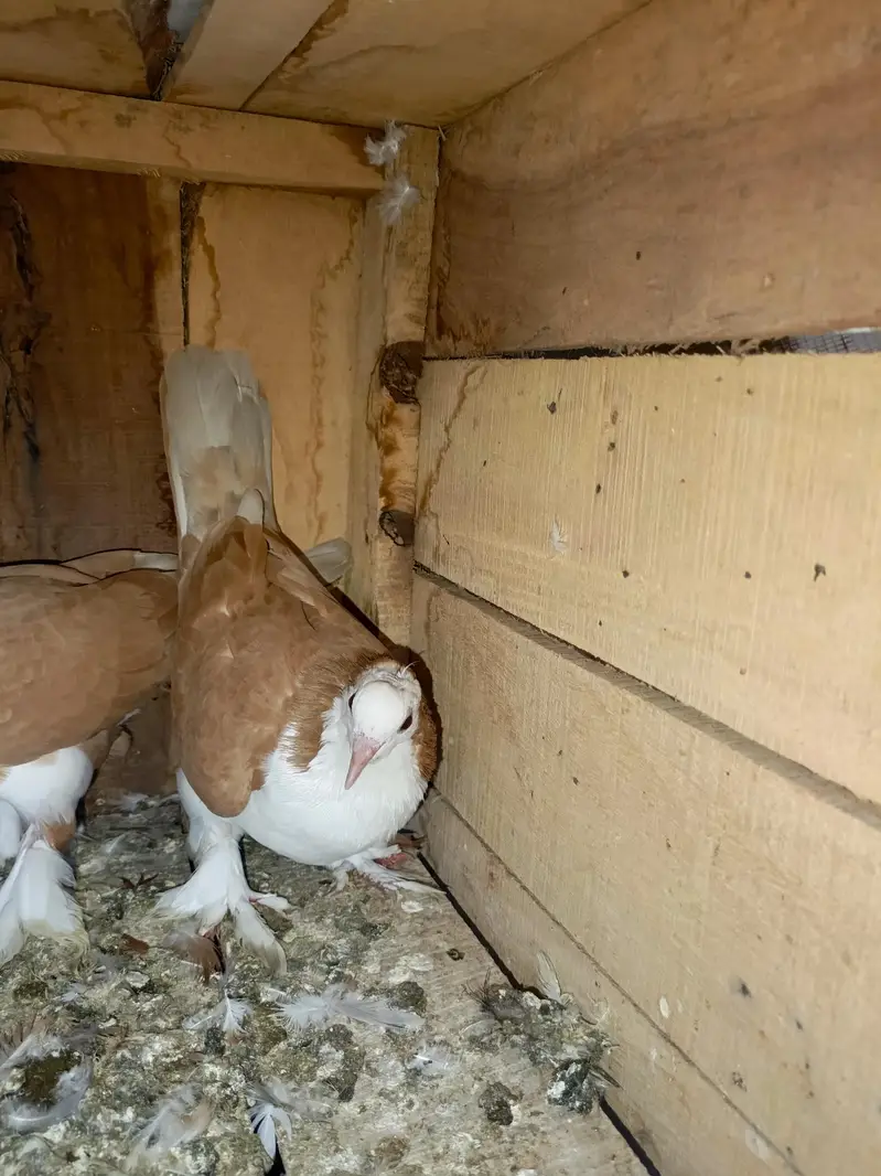 Shirazi Aur karblai pigeon — photo 3