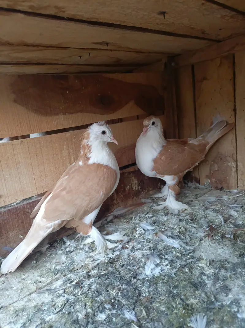 Shirazi Aur karblai pigeon — photo 6