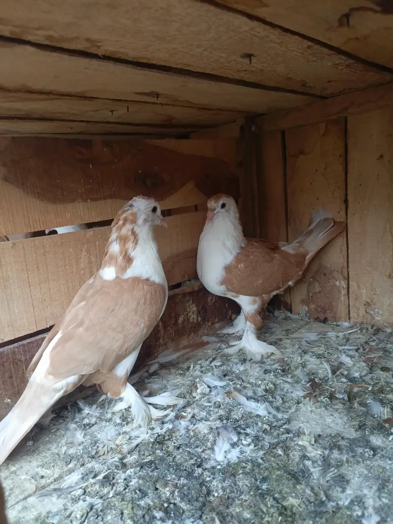 Shirazi Aur karblai pigeon — photo 7