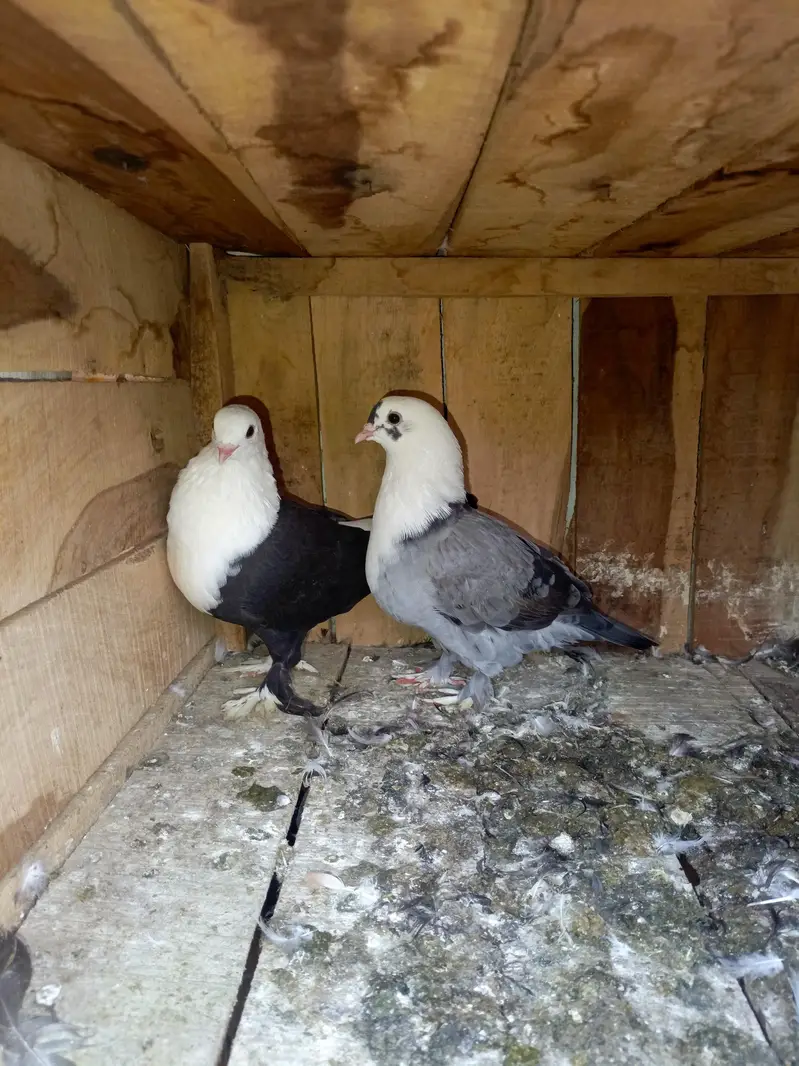 Shirazi Aur karblai pigeon — photo 8