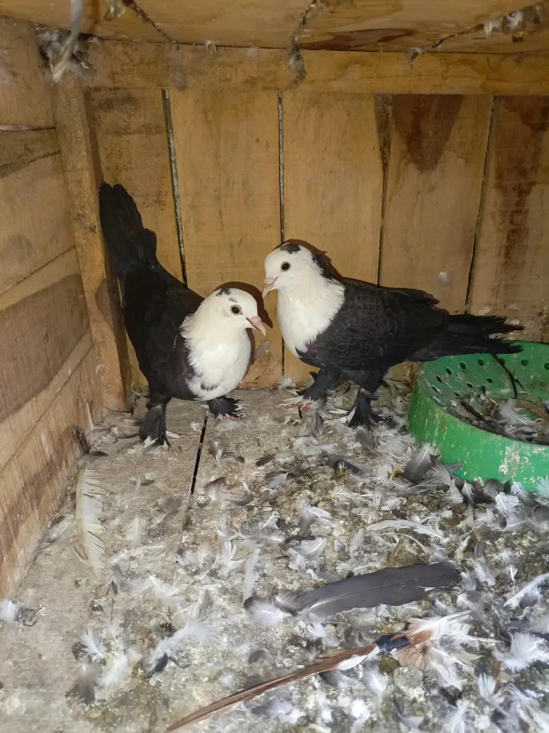 Shirazi Aur karblai pigeon — photo 9