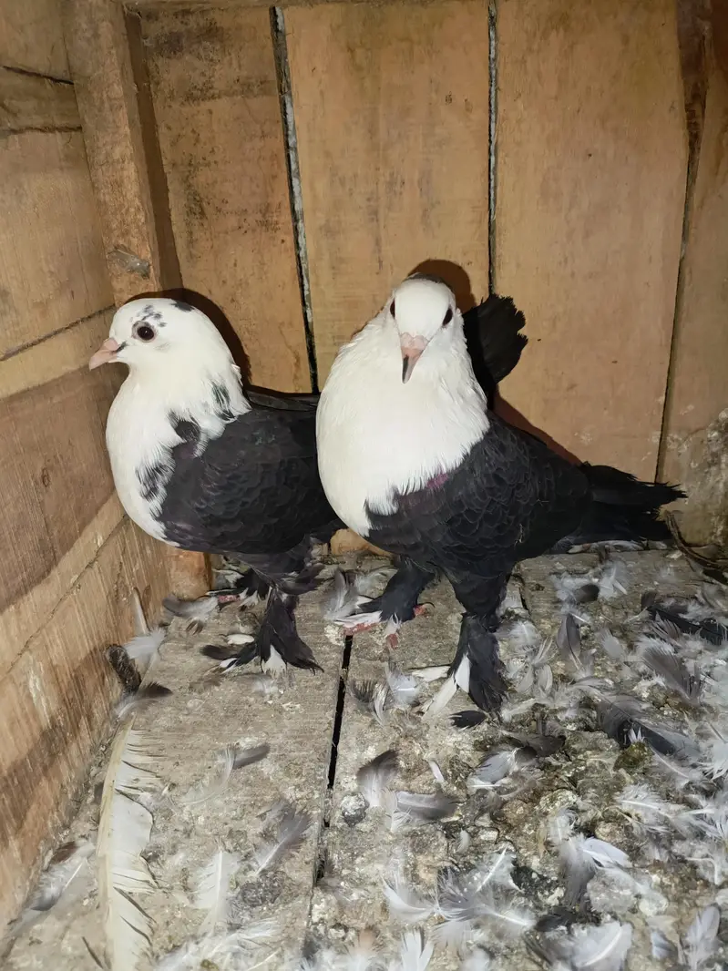 Shirazi Aur karblai pigeon — photo 10