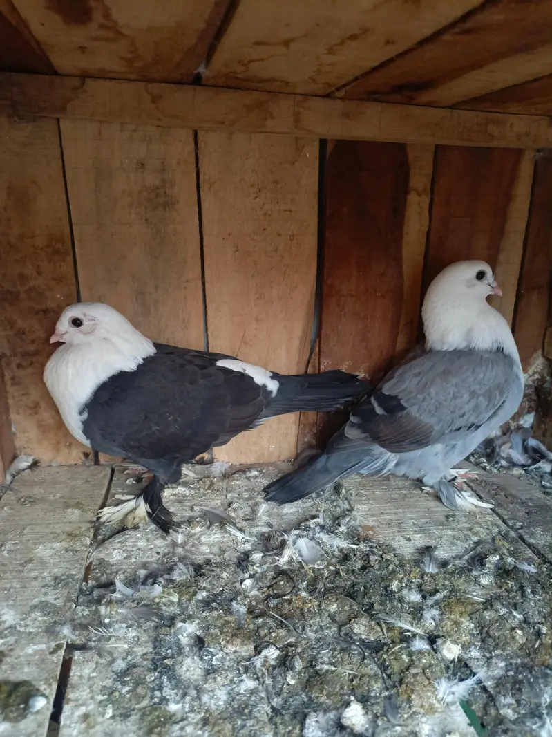 Shirazi Aur karblai pigeon — photo 11
