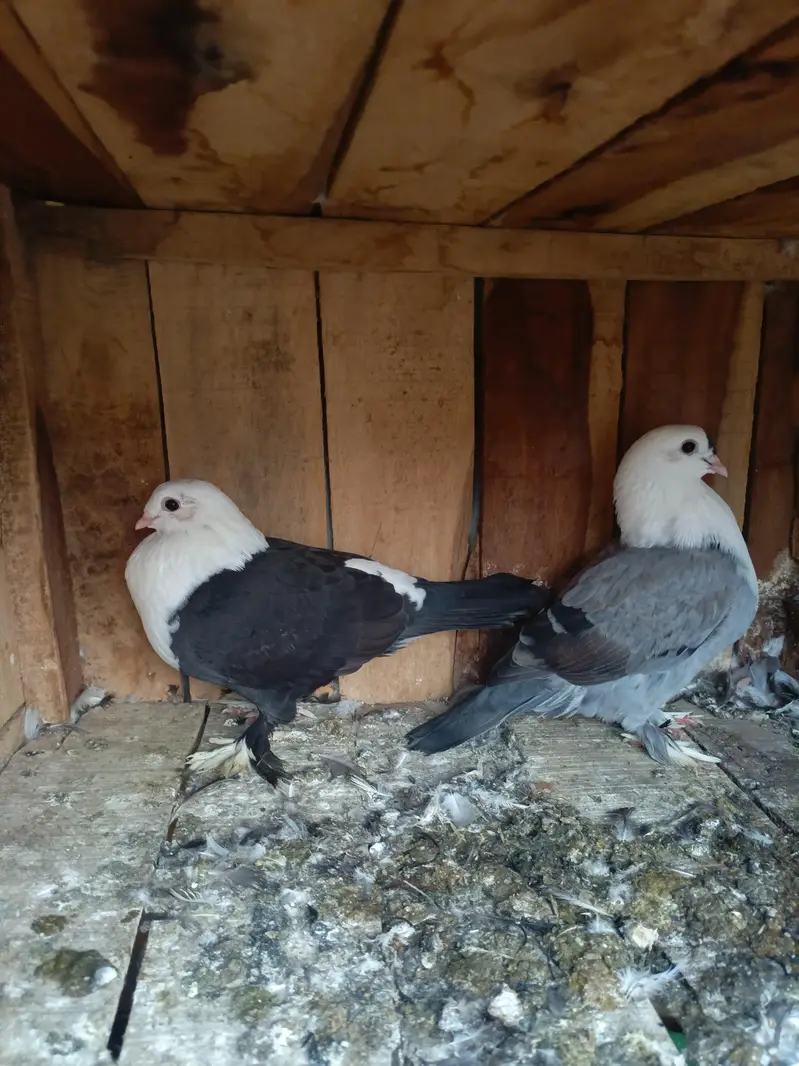 Shirazi Aur karblai pigeon — photo 12