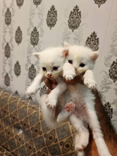 Persian Cat Kittens White Colour for Sale