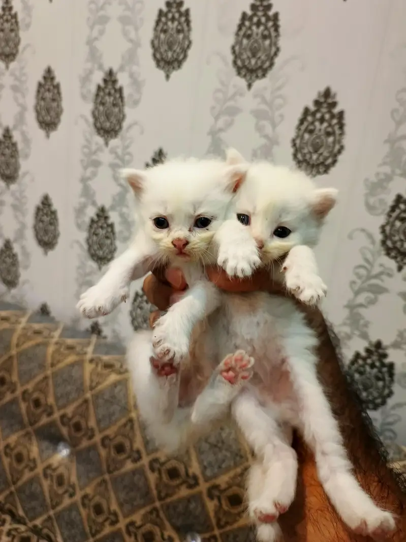 Persian Cat Kittens White Colour for Sale — photo 2