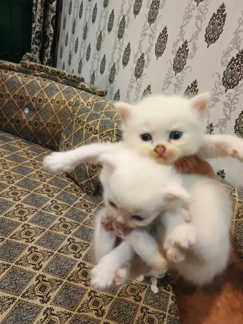 Persian Cat Kittens White Colour for Sale — photo 3