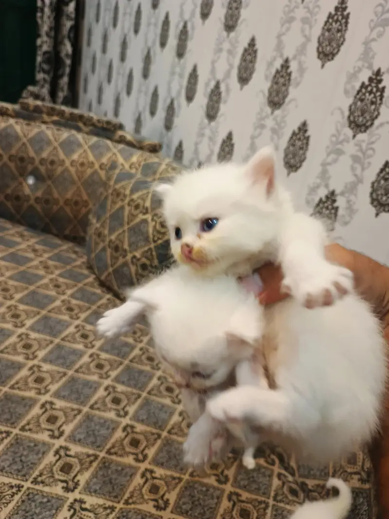 Persian Cat Kittens White Colour for Sale — photo 4