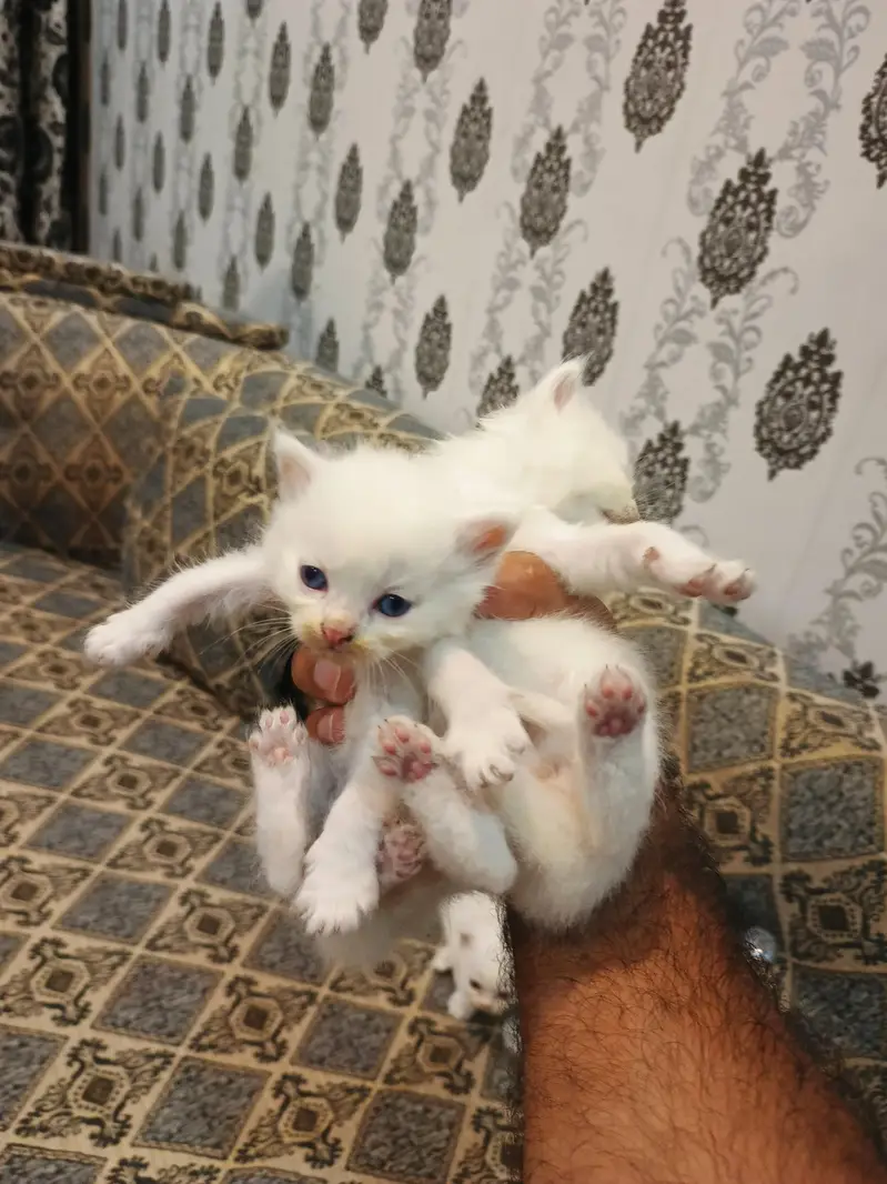 Persian Cat Kittens White Colour for Sale — photo 5