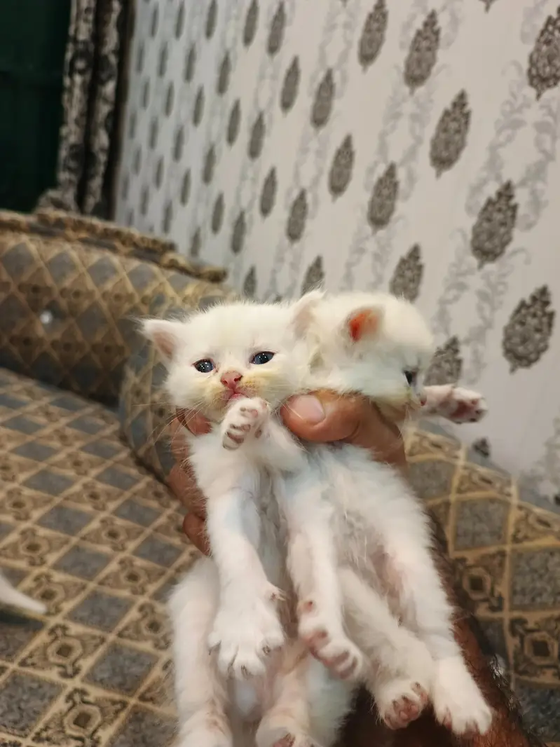 Persian Cat Kittens White Colour for Sale — photo 6