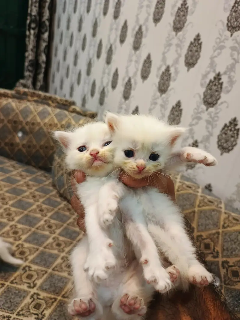 Persian Cat Kittens White Colour for Sale — photo 7