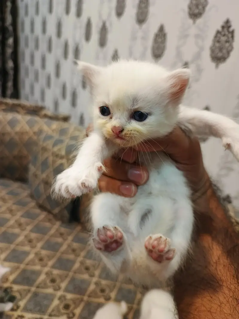 Persian Cat Kittens White Colour for Sale — photo 8