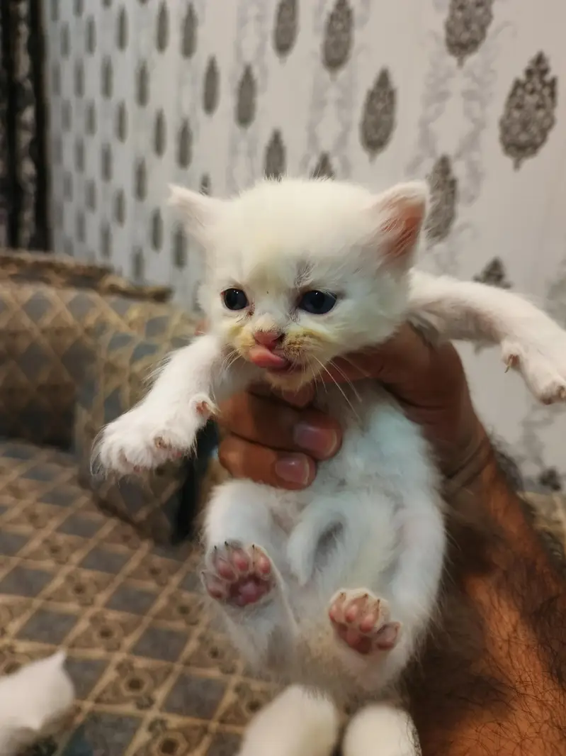 Persian Cat Kittens White Colour for Sale — photo 9
