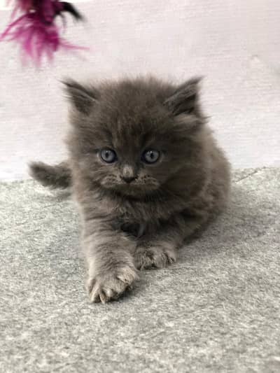 cash on  delivery available Persian punch face cat kitten